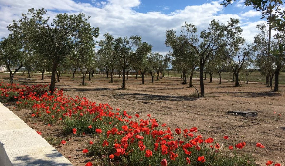 Relais Masseria Le Cesine - Immagine 9