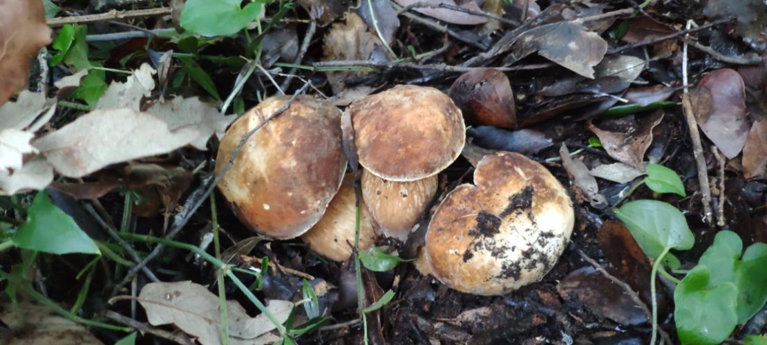Luna octombrie a ciupercilor în Ischia