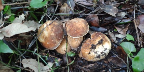 Octombrie în Ischia: Luna ciupercilor porcini