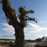 Club Esse Sunbeach Cassiodorus detaliu piscină