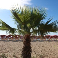 Plaja Club Esse Sunbeach în concesiune 4