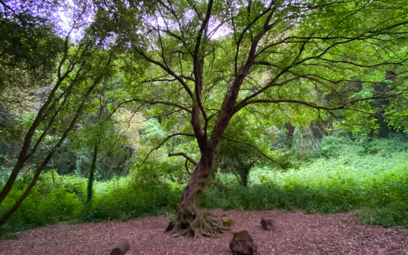 Arborele Zânelor