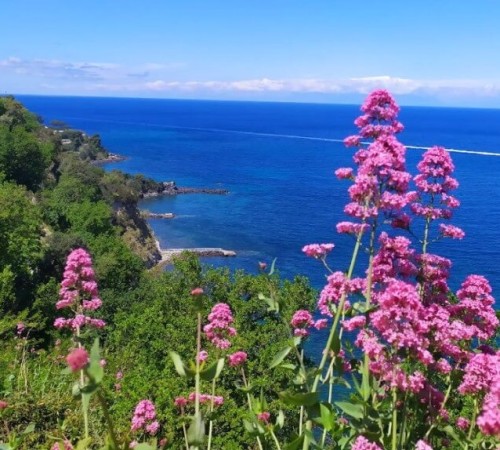 Flori de iunie în Ischia