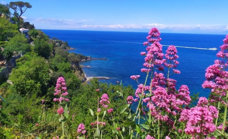 Flori de iunie în Ischia