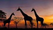 Kenyei