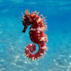 Golful Kargicak, din Marea Egee, Turcia, unde este ușor să observi hippocampus quattulatus, cunoscut și sub denumirea de cal de mare, printre minunata faună marină a apelor sale spectaculoase.