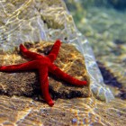Golful Kargicak găzduiește Echinoderma, un adevărat indicator al purității apelor sale. Acești organismi, incapabili să filtreze toxine sau poluanți, prosperă doar în medii necontaminate.