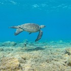Unul dintre cele mai fascinante aspecte ale zonei Oren este că plajele sale sunt locuri de cuibărit pentru țestoasele marine Caretta caretta, o specie protejată.