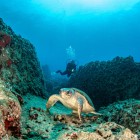 Prezența țestoaselor Caretta caretta face ca golful Oren să fie și mai special, amintindu-ne cât de prețios este să protejăm ecosistemele marine.