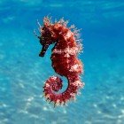 Golful Kargicak, din Marea Egee, Turcia, unde este ușor să observi hippocampus quattulatus, cunoscut și sub denumirea de cal de mare, printre minunata faună marină a apelor sale spectaculoase.
