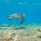 Unul dintre cele mai fascinante aspecte ale zonei Oren este că plajele sale sunt locuri de cuibărit pentru țestoasele marine Caretta caretta, o specie protejată.