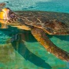 La Dalyan, pe plaja Iztuzu, funcționează primul spital (Deakamer) pentru țestoasele Caretta Caretta din Turcia.