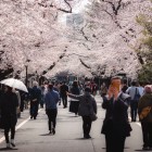 În cartierul Yanaka din Tokyo, oamenii se plimbă sub florile de cireș, sărbătorind Hanami, vechea tradiție japoneză de a admira frumusețea efemeră a primăverii.