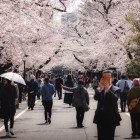 În cartierul Yanaka din Tokyo, oamenii se plimbă sub florile de cireș, sărbătorind Hanami, vechea tradiție japoneză de a admira frumusețea efemeră a primăverii.