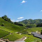 Plantațiile de ceai verde din Uji, Kyoto, sunt renumite pentru calitatea ceaiului produs. Situate pe colinele de-a lungul râului, oferă peisaje spectaculoase și o tradiție agricolă seculară.