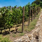 Clos Montmartre, ascuns în spatele Sacré-Cœur, este ultima vie urbană din Paris. Din 1933 cultivă 1.500-1.800 de vițe și peste 30 de soiuri de struguri, inclusiv Pinot Noir și Gamay.