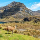 O lamă în Cordiliera Occidentală a Anzilor, lângă orașul Quito din Ecuador, înconjurată de peisaje montane spectaculoase și farmecul autentic andin.