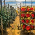 Vizită la o plantație de trandafiri din Ecuador, una dintre principalele sale exporturi: flori elegante și parfumate cresc la poalele Anzilor într-un peisaj unic.