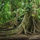 Impozante rădăcini de tip contrafort ale unui arbore uriaș din pădurea tropicală amazoniană din Archidona, Ecuador, împodobite cu vegetație verde luxuriantă care crește pe ele.