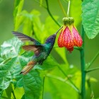 Safir cu coadă aurie (Chrysuronia oenone), un colibri splendid cu culori vibrante, originar de pe versanții Anzilor din America de Sud, observat în Parcul Sumaco, Ecuador.