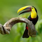Un tucan cu cioc castaniu și piept galben strălucitor stă pe o creangă a junglei amazoniene de-a lungul râului Napo, în provincia Tena, Ecuador.