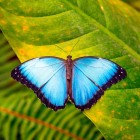 Un fluture spectaculos Blue Morpho (Morpho menelaus) se odihnește pe o frunză tropicală de-a lungul râului Misahuallí, în provincia luxuriantă Napo, Ecuador.