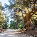 Pădurea de cedri din Azrou, din Atlasul Mijlociu, uimește prin copaci seculari, trasee panoramice și atmosfere liniștite printre natură și tradiție.