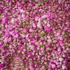 Recoltarea trandafirilor în Kelaat M’Gouna marchează începutul Festivalului Trandafirilor, printre parfumuri intense și sărbători ale tradițiilor străvechi din Valea Trandafirilor.