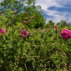 Trandafiri luxurianti în Kelaat M’Gouna, inima Văii Trandafirilor, răspândesc parfumuri intense într-un peisaj de culori și tradiții marocane străvechi.