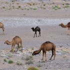 La Alnif, de-a lungul unui pârâu sec, se pot admira camile minunate care pasc printre nisip și stânci, creând un tablou impresionant al deșertului marocan.