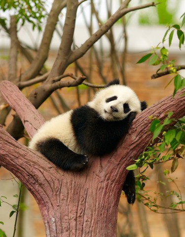 Tur al Chinei de 10 zile cu Chengdu