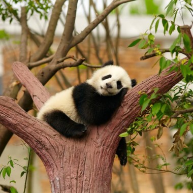 Tur al Chinei de 10 zile cu Chengdu