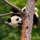 Pui de panda sprijinit de o creangă, cu boticul curios și lăbuțele care se agață, în Rezervația Wolong.