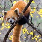 Panda roșu cocoțat într-un copac printre frunze galbene în Rezervația Wolong, învăluit în culorile de toamnă ale habitatului său natural.
