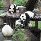 Pui de panda care se cațără și se rostogolesc împreună, surprinzând vitalitatea Rezervației Wolong, în mijlocul habitatului verde al rezervației din Chengdu.