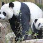 Mamă și pui de panda în Rezervația Wolong din Chengdu, printre pădurile și habitatele protejate ale Sichuanului.