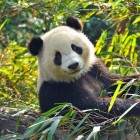 Panda din Chengdu care mănâncă bambus, simbol al faunei din Sichuan și al protecției speciilor autohtone.