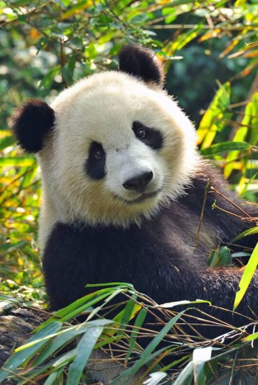 Un panda din Chengdu se hraneste cu bambus in habitatul sau protejat, simbol al naturii luxuriante si al eforturilor de a conserva aceasta specie unica.