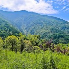 Flora Rezervației Naturale Wolong, bogată în specii autohtone printre pădurile montane și plantele rare din Sichuan.