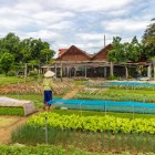 În satul Tra Que, Hoi An, fermierii cultivă legume folosind metode tradiționale, printre câmpuri verzi și priveliști autentice ale Vietnamului rural.