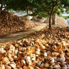 În Delta Mekongului, recoltarea nucilor de cocos la Ben Tre marchează începutul prelucrării artizanale, între sate, râuri și natură luxuriantă.