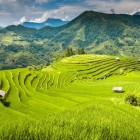 Câmpurile de orez terasate din districtul Hoang Su Phi, aproape de Mai Châu, creează un mozaic verde pe dealuri, simbol al măiestriei agricole a comunităților locale.