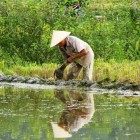 Un bărbat plantează orez în valea Mai Châu, printre câmpurile verzi și munții înconjurători, fiind cufundat în tradiția agricolă a Vietnamului.