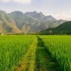 Câmpurile de orez din Mai Châu se întind la nesfârșit printre munți, creând un peisaj verde intens și simbol al vieții rurale vietnameze.