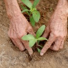 Agricultura din Tra Que îmbină tradiția și natura: grădini, ierburi aromatice și legume cresc prin mâini pricepute, în peisaje rurale vietnameze.