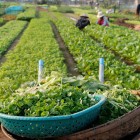 Tra Que, lângă Hoi An, cultivă ierburi aromatice și legume tradiționale cu metode vechi și îngrășăminte naturale, printre câmpuri verzi și peisaje rurale.
