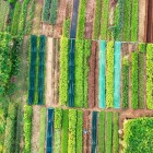 Câmpurile din Tra Que arată grădini luxuriant lucrate cu măiestrie, unde tradiția agricolă vietnameză se întâlnește cu grija și priceperea fermierilor.