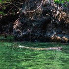 Observarea unui crocodil în apele verzi ale Canionului Sumidero, în timp ce barca alunecă printre stâncile impunătoare, oferă o emoție unică în natura sălbatică din Chiapas.