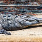 Un impresionant crocodil din Canionul Sumidero se odihnește pe mal, arătându-și pielea puternic solzoasă și colții ascuțiți. Un simbol puternic al faunei sălbatice din Chiapas.