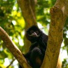 În timpul navigării prin Canionul Sumidero, o maimuță apare printre ramurile junglei. O întâlnire surprinzătoare care îmbogățește călătoria prin natura sălbatică a Chiapasului.